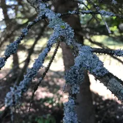 Hooded Rosette Lichen thumbnail 3