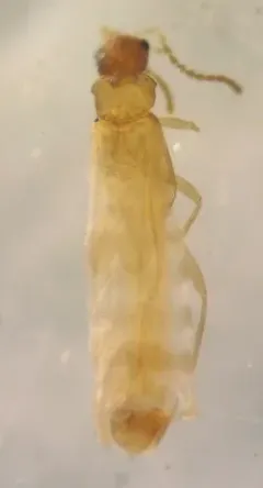 Malthodes parvulus thumbnail 2