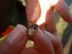 Fourbeard Rockling thumbnail 2