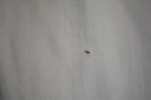 Compsidolon salicellum