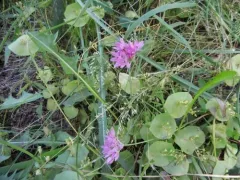 Ornamental Onion thumbnail 4