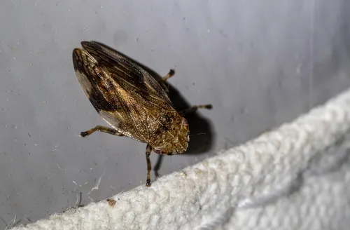Four-spotted Spittlebug
