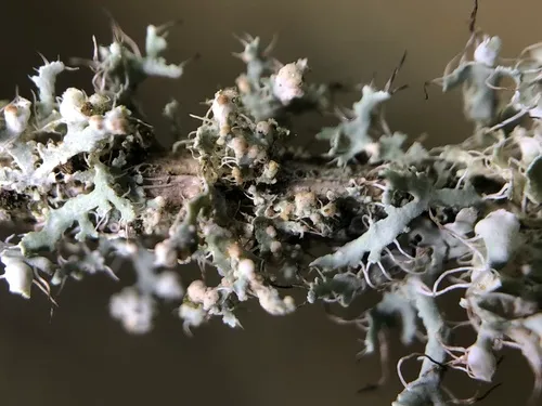 Zyzygomyces physciacearum