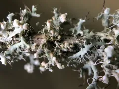 Zyzygomyces physciacearum thumbnail 1