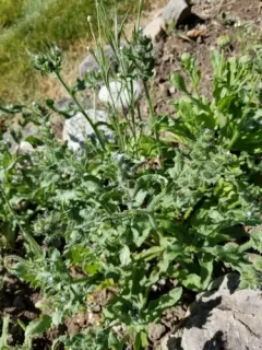 small bugloss thumbnail 3