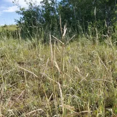Sand Bluestem thumbnail 2