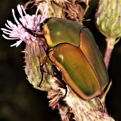Common Green June Beetle