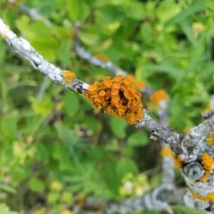 Golden-eye Lichen thumbnail 1
