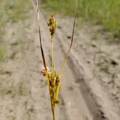 Schweinitz's flatsedge thumbnail 3
