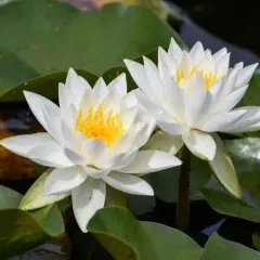 American white waterlily thumbnail 5