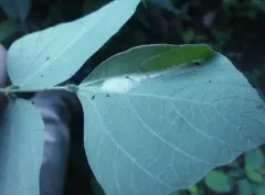 Tentiform Bean Leafminer thumbnail 1