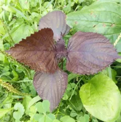 beefsteak plant thumbnail 1