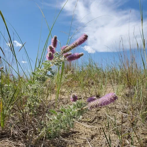 Silky Prairie Clover