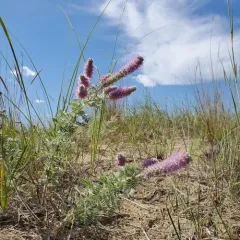 Silky Prairie Clover thumbnail 1