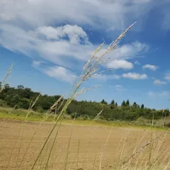 Sand Reedgrass thumbnail 4