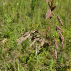 Fringed Brome thumbnail 1