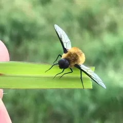 Tawny-tailed Bee Fly thumbnail 2