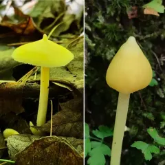 Yellow Unicorn Entoloma thumbnail 4