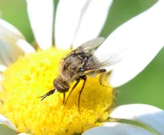 Toxophora amphitea thumbnail 2