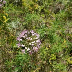 Prairie Onion thumbnail 2