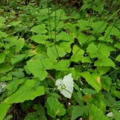 American trailplant thumbnail 3