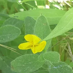 meadow evening primrose thumbnail 4