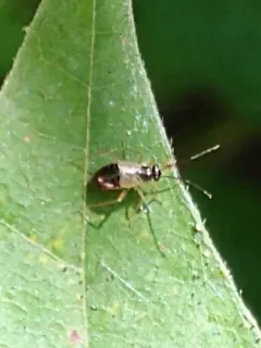 Mecomma gilvipes thumbnail 2