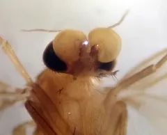 Lecanocerus compressiceps thumbnail 2
