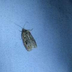Western Spruce Budworm Moth thumbnail 3