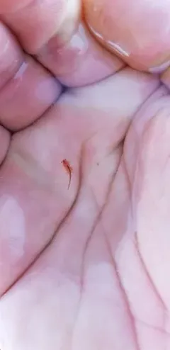 San Francisco Brine Shrimp thumbnail 3