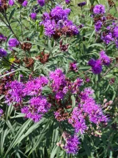 Western Ironweed thumbnail 2