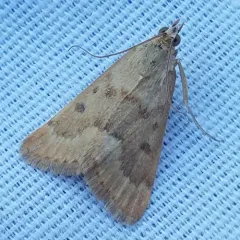 Garden Webworm Moth thumbnail 3