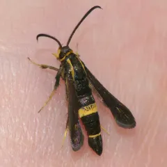Boneset Borer Moth thumbnail 3