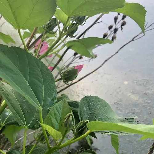 swamp rose mallow