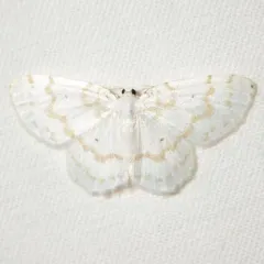 Fragile White Carpet thumbnail 3