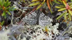 Entephria bradorata thumbnail 3