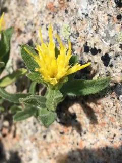 whitestem goldenbush thumbnail 4