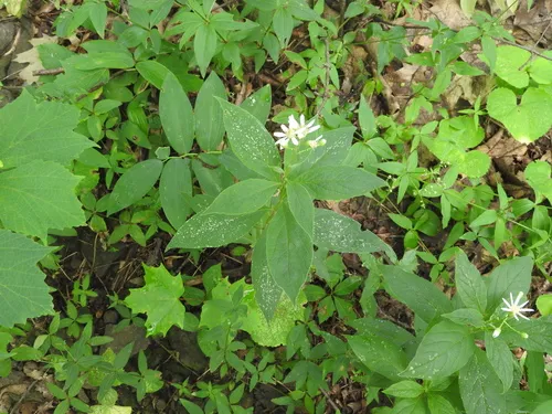 Cornel-leaf Whitetop
