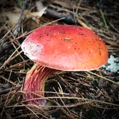 Frost's Bolete thumbnail 4