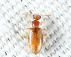 Anthicus ephippium thumbnail 2