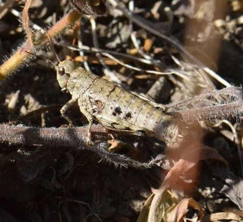 Slow Mountain Grasshopper