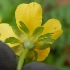 Yukon Silverweed thumbnail 2