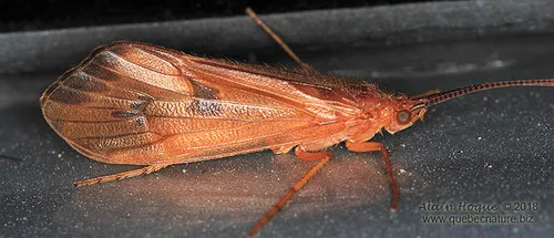 Pycnopsyche guttifera