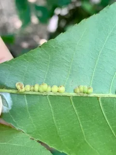 Hickory Peach-haired Gall Midge thumbnail 3