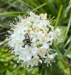 Gnathacmaeops pratensis thumbnail 1
