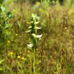 Hooded Ladies' Tresses thumbnail 4