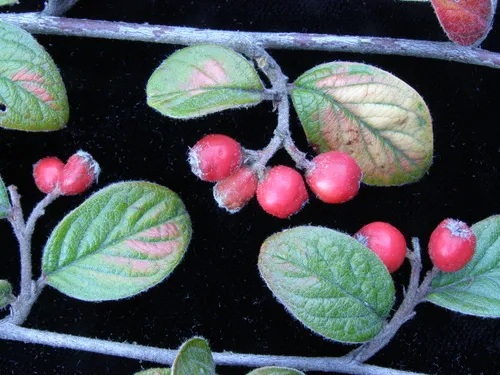 Stern's Cotoneaster