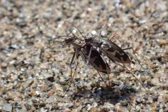 Puritan Tiger Beetle thumbnail 2