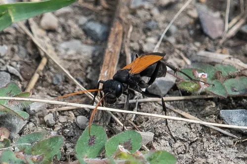 Cryptocheilus attenuatum