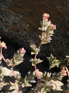 Suckley's Saltbush thumbnail 2